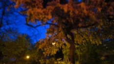 Beleuchteter Baum