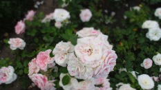 Wunderschöne Rosen (Aspirinrosen ;))