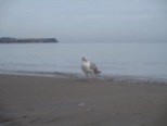 Ein Albatros,